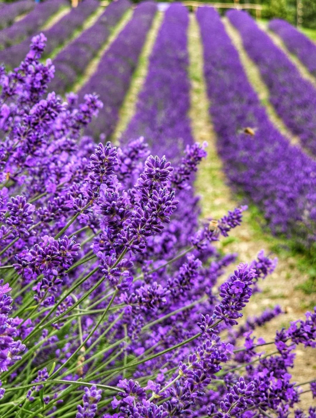 La Casa Della Lavanda Borgo Adorno Zewnętrze zdjęcie